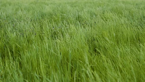 Green Grass Slowly Swaying In A Gentle Breeze Slow Motion