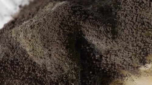 A close up of extensive mold and fungus growth on bread.