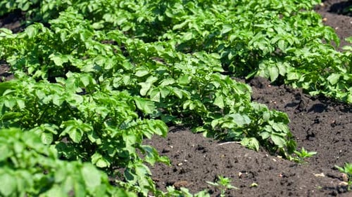 A field of young potatoes