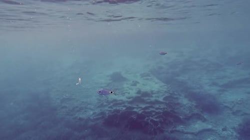 Underwater footage of fish swimming in blue water of Greece