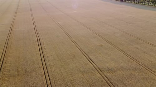 Wheat Field