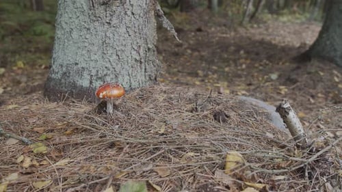 Mushrooms on an autumn forest floor