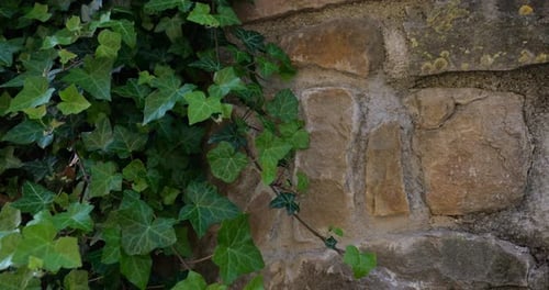 Juicy green ivy climbs a masonry wall in a Mediterranean town in the early morning.