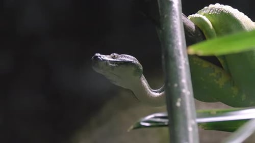 Green Tree Python Snake Hanging On A Branch In Bokeh Backdrop. Closeup