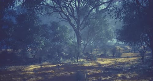 Mystical Forest Landscape with Sunlight and Panning Mist