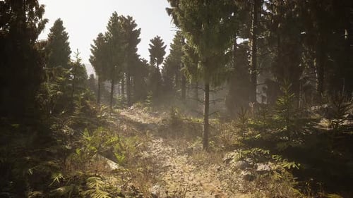 Forest Path in Canada Showcasing Sunlight Filtering Through Trees