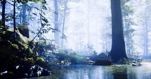 Misty Forest Landscape with a Tranquil Pond Reflecting Natural Beauty