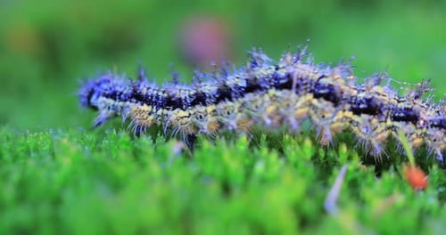 Hairy Caterpillar Crawling on Green Moss, Close Up