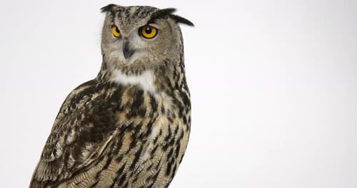 Hibou grand-duc perché sur fond blanc respirant régulièrement - plan large