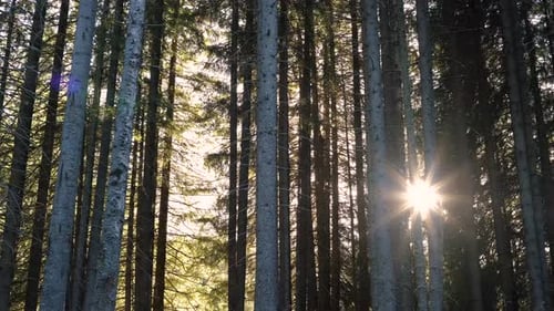 Beau lever de soleil dans la forêt de conifères d'automne dans les Carpates
