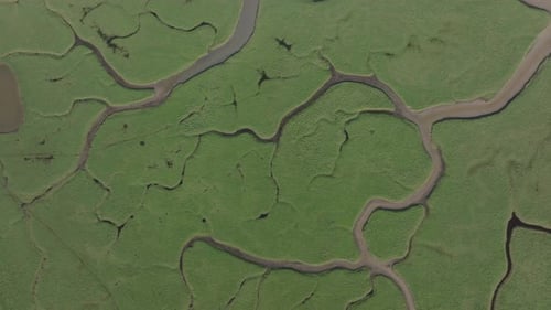 Descending aerial shot over beautiful green marshland habitat