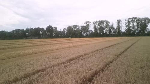 Wheat field aerial view in Ukraine