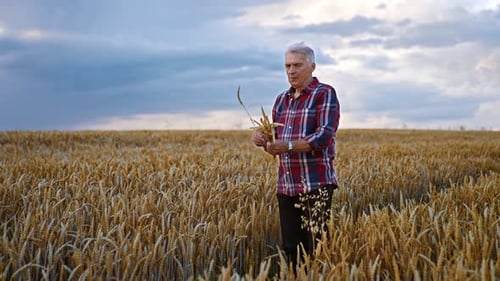 Old farmer in the beautiful wheat field. Man in checkered shirt picking up ripe spikelets at sunset.