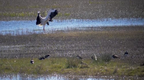 Weißstorch schüttelt sich nach einem Bad in einem See vom Wasser