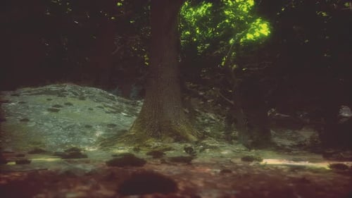 Tree Roots and Sunshine in a Green Forest