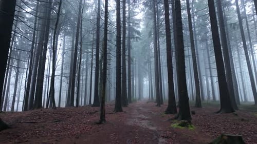 Lonely path disappearing into a fog filled forest with tall trees and an eerie mysterious atmosphere
