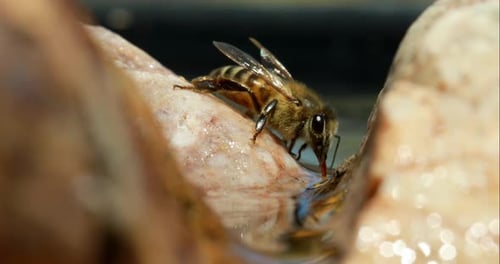 Honey bee sits on rock and drinks water, close up
