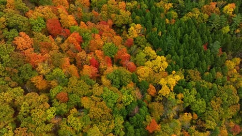 Yellow, green, red, orange trees in the scenery of a thick wood