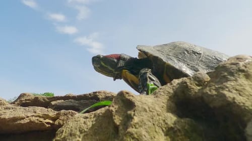 Bottom view on Pond Slider walks along a rock