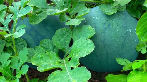 fresh young watermelon fruit on the farm