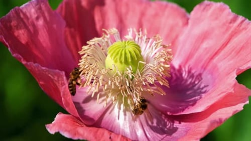 Die rosa Mohnblume öffnet ihre Blütenblätter und zeigt ihren sternförmigen Stempel