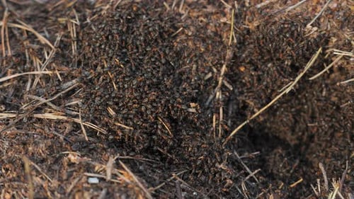 Nahaufnahme eines aktiven Ameisenhaufens im Wald mit kriechenden Ameisen