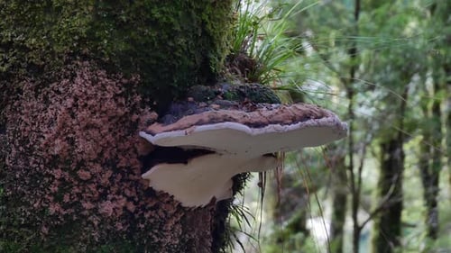 Der Pilz an der Seite des Baumes scheint geschichtet und mit Gras bedeckt zu sein