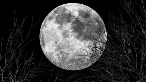Eerie Full Moon Night with Swaying Bare Tree Branches
