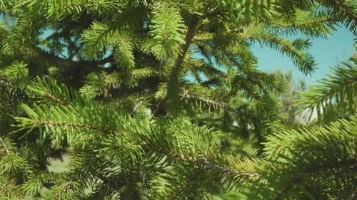 Green Branches of the Pine Tree