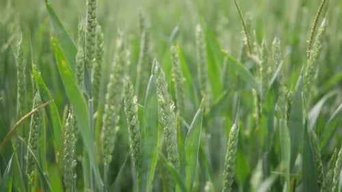 Close up of green Wheat plants blowing in the wind
