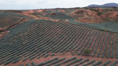 Aerial image of an agave field in Tequila, Jalisco 21