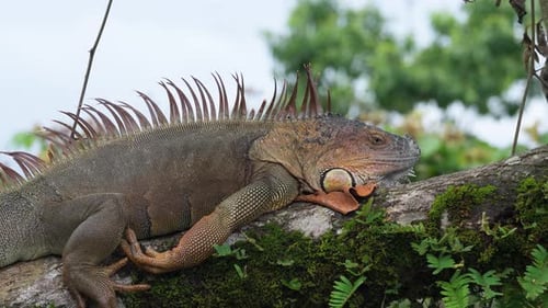 Green Iguana Resting on a Mossy Tree Branch in Costa Rica