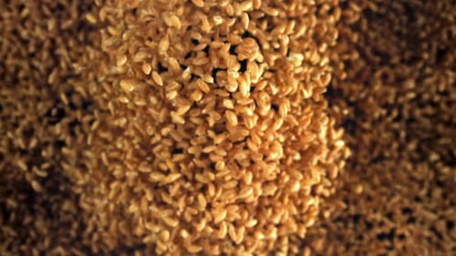 Wheat Grains Fly Up and Fall Down Filmed on a Highspeed Camera at 1000 Fps