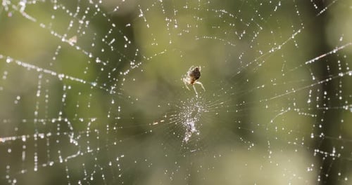 Raindrops on the spider web. Cobwebs in small drops of rain.