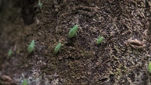 Pale green aphids moving around on a brown background.