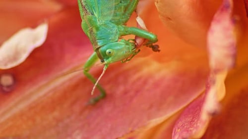 A close-up shot of a green great grasshopper head eating an orange blossoming flower. Side view.