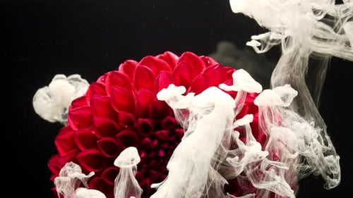 Étalement incroyable de peinture blanche sur une belle fleur