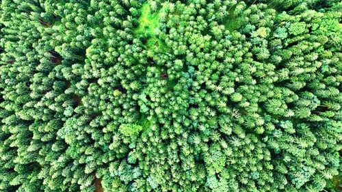 Aerial top down view of a dense conifer forest of fir and spruce evergreen trees at height