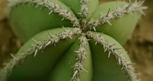 Macro de cactus con espinas simétricas y textura verde orgánica