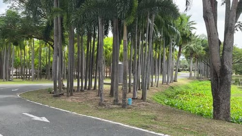 Palmenweg