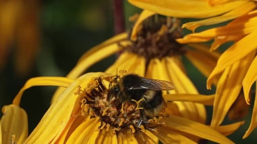 Bumblebee Pollinating Yellow Flower on a Sunny Day