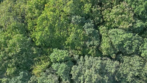 Top View Of Treetops In Dense Forest - drone shot