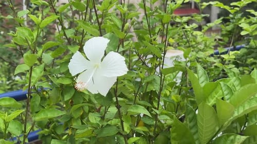 Weiße Hibiskusblüte, Eine Nahaufnahme einer reinweißen Hibiskusblüte an ihrem Baum