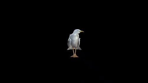 Realistic Animated Seagull Standing and Looking Around