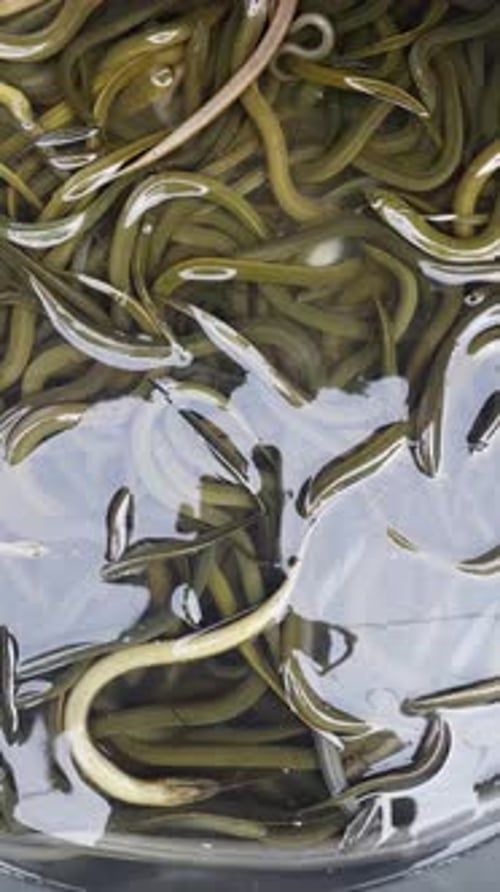Vue verticale de poissons ressemblant à des serpents dans un étang d'eau sur le marché aux poissons de Thaïlande