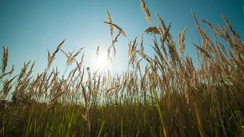 Green Grass and Blue Clear Sky with Sun