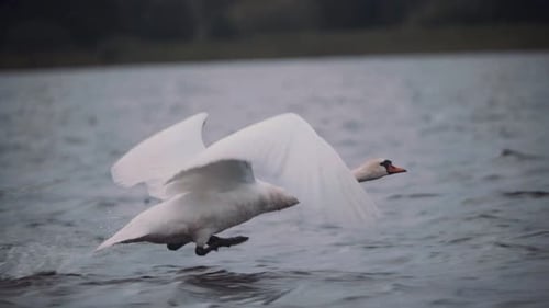 Schwan startet, um an einem dunklen, düsteren Tag in Zeitlupe über Wasser zu fliegen