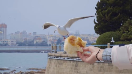 Feeding Bread to Gulls at Seaside