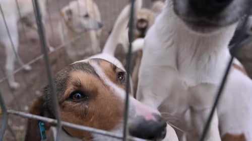 Homeless stray dogs in cage at animal shelter. Abandoned animals