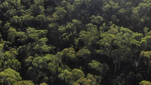Green treetops of dense forest, aerial fly over